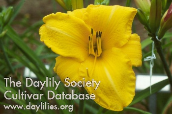 Daylily Chicago Gold Coast